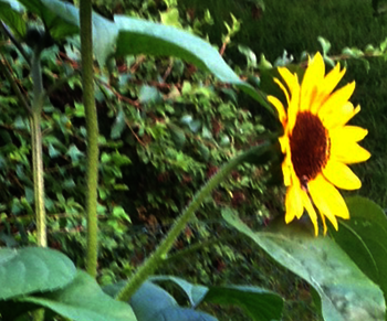 Gesucht werden die besten Fotos, Texte, Fernseh- und Hörfunkbeiträge, welche die Debatte über die Chancen und Herausforderungen der Erneuerbaren Energien aufgreifen. Foto: Sonja Lehnert Gesucht werden die besten Fotos, Texte, Fernseh- und Hörfunkbeiträge, welche die Debatte über die Chancen und Herausforderungen der Erneuerbaren Energien aufgreifen. Foto: Sonja Lehnert