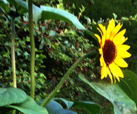 Gesucht werden die besten Fotos, Texte, Fernseh- und Hörfunkbeiträge, welche die Debatte über die Chancen und Herausforderungen der Erneuerbaren Energien aufgreifen. Foto: Sonja Lehnert