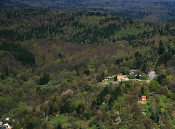 Schöne Tradition der Weihnachtsbaumaktion im Hanauer Forst soll wieder aufleben. Foto: Axel Häsler
